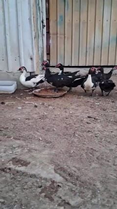 بط مصري