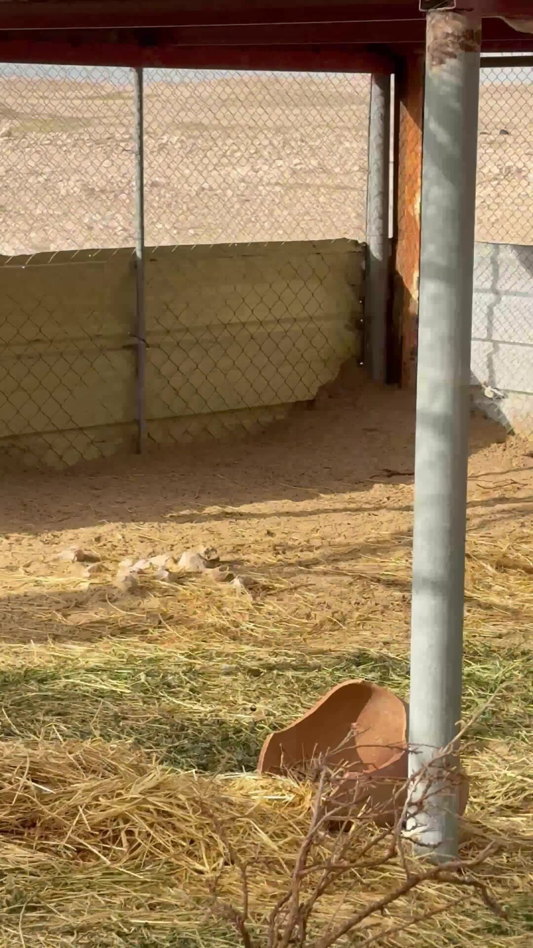 للبيع ارانب بريه نشاط للصامل 