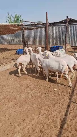 شويهات حبص