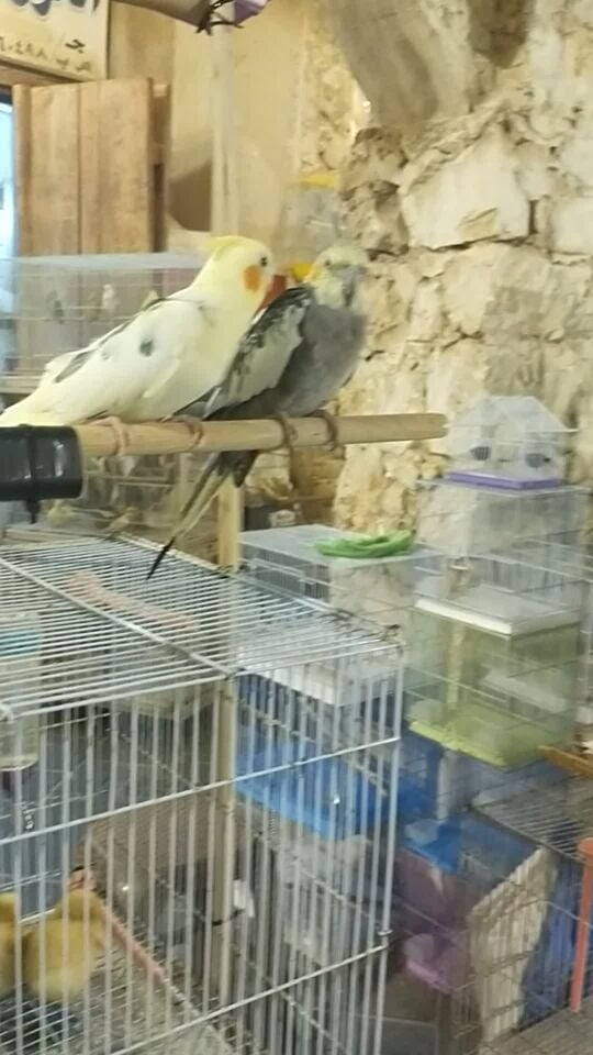 male / female