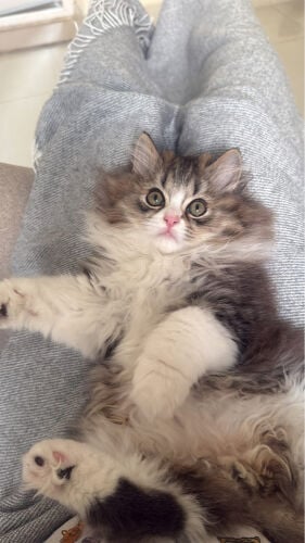 kittens 