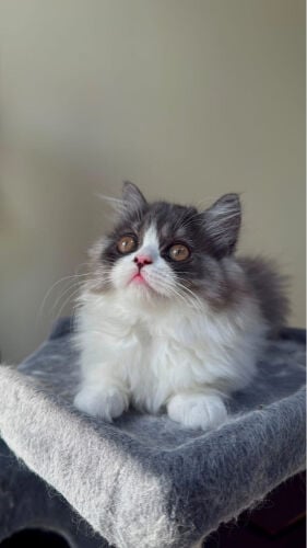 kitten 