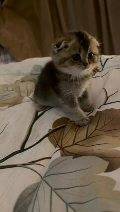 قطه 