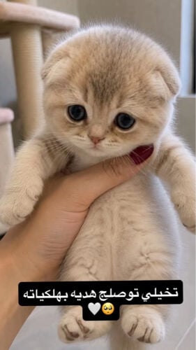 قطوه ذكر 