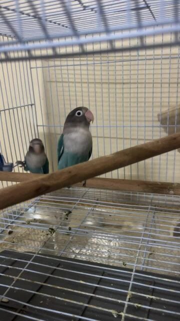 love bird pair