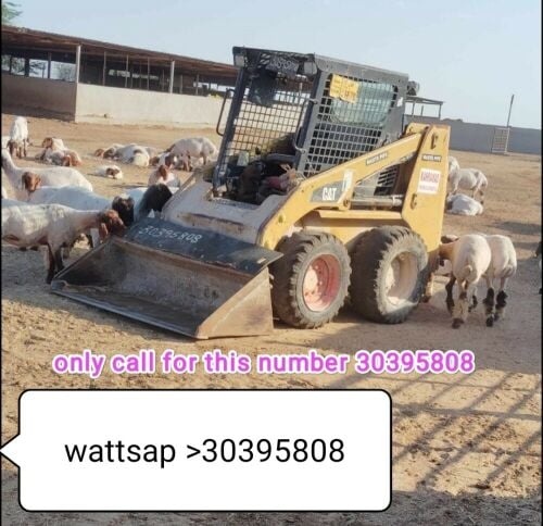 شيوال صغير بوبكات