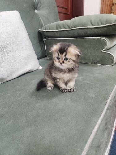 Scottish fold kittens