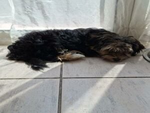 Morkie Puppies
