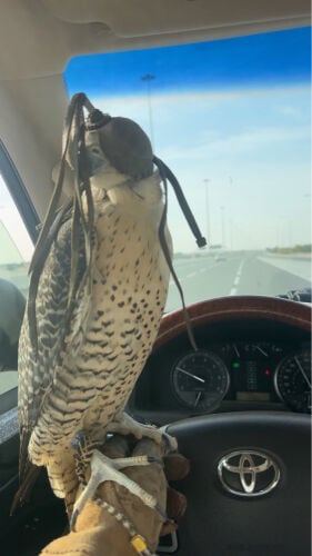 جير شاهين
