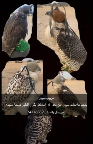 جميع الطيور 