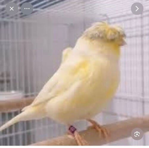 مطلوب كناري 