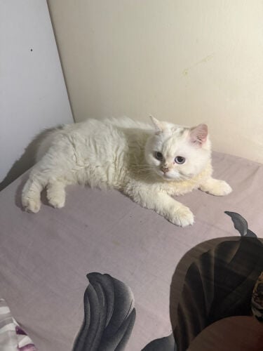white cat for sale girl 