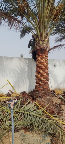 تنظيف النخل المثمر والزينة 