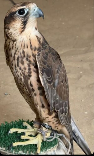للبيع