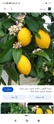 لدينا جميع الاشجار المثمره والذين