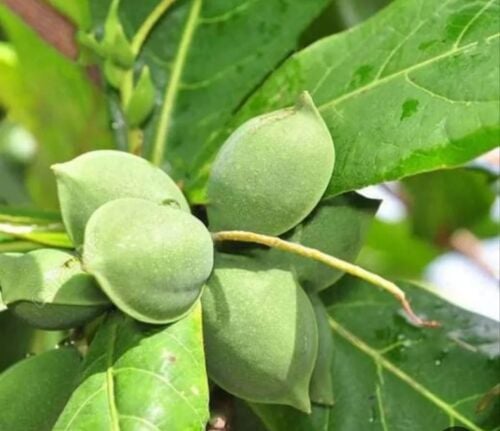 اللوز جميع اشجار المثمره