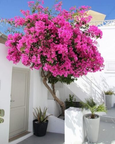 اجمل الجهنميات