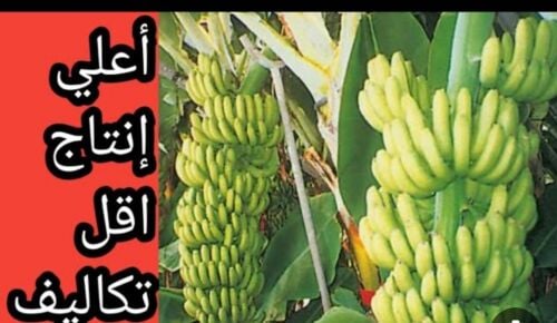 موز جميع الاشجار المثمره