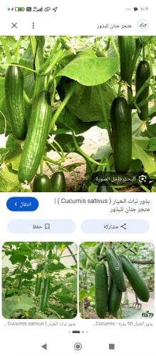 زراعه جميع الخضروات