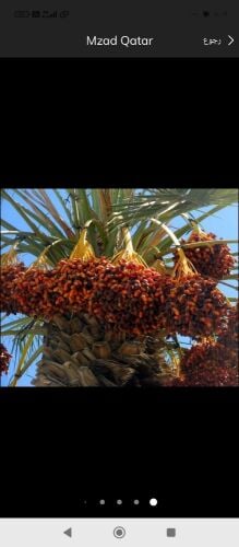 توريد النخيل والمنتج والزين