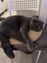 Scottish Fold