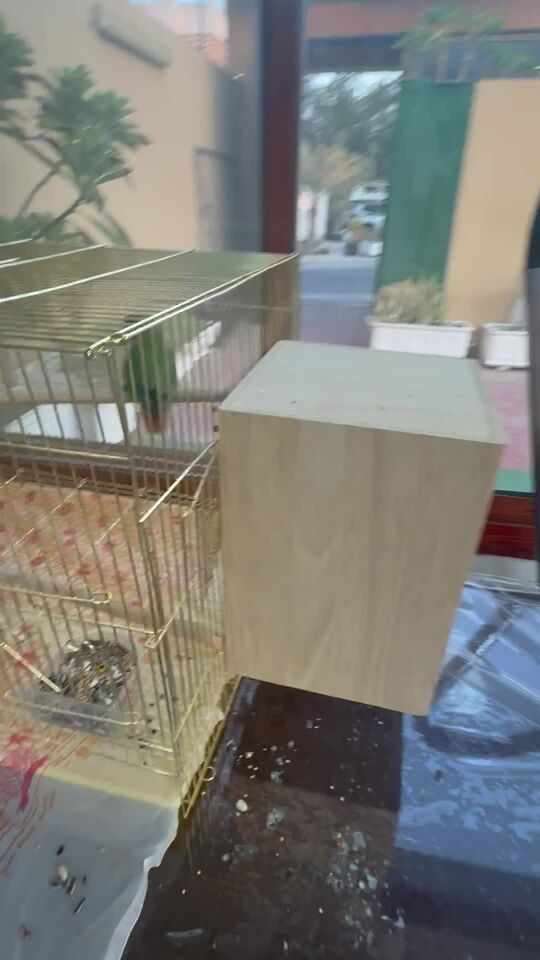روز 