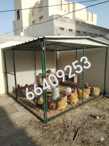 دجاج حوخ