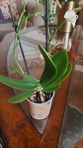 Indoor plants
