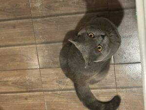 male Scottish fold 