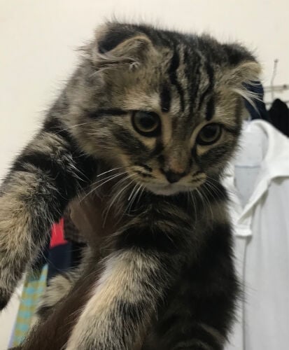 Scottish fold 