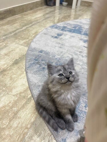 قطه للبيع