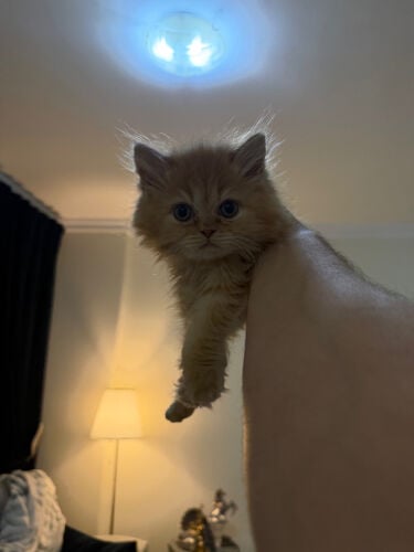 Persian Kitten for Sale