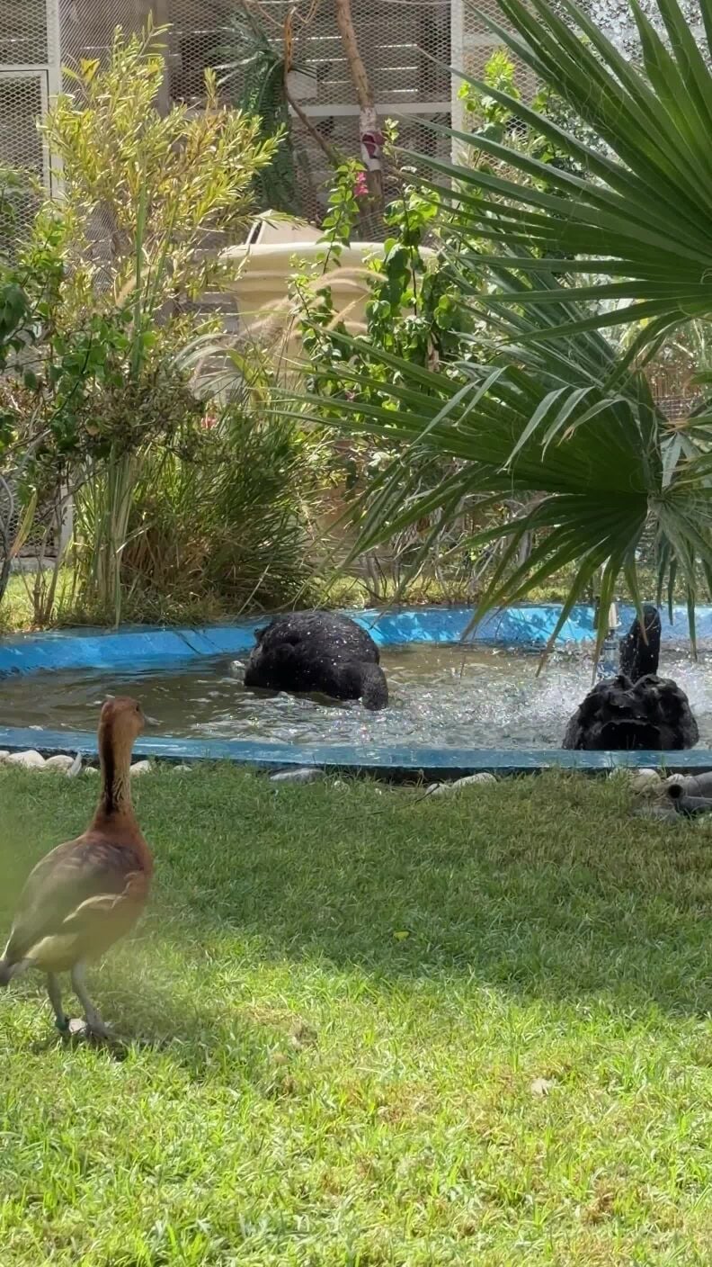 البجع الاسترالي الأسود 
