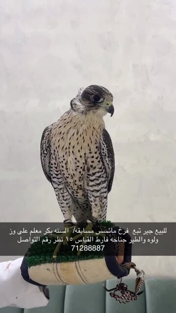 للبيع