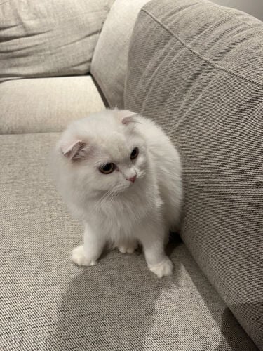 cat scotch fold for sale