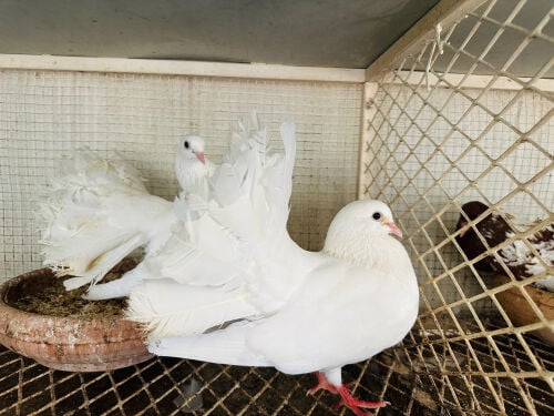 Funtail breeding pair