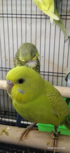 A budge