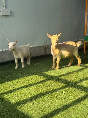 ماعز قزم إناث