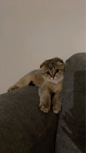looking for a cat with passport 