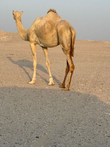 بنت معزز ابن جبران
