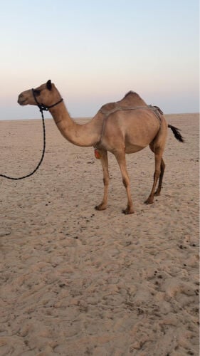 للبيع تواصل واتساب فقط 