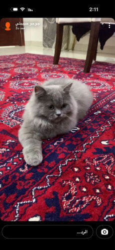 قطوه للبيع مع اغراضها