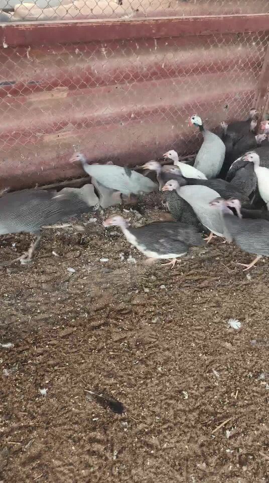 رقطه
