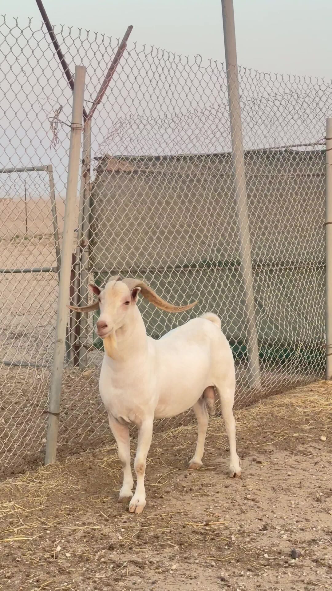 فحل صلالي 