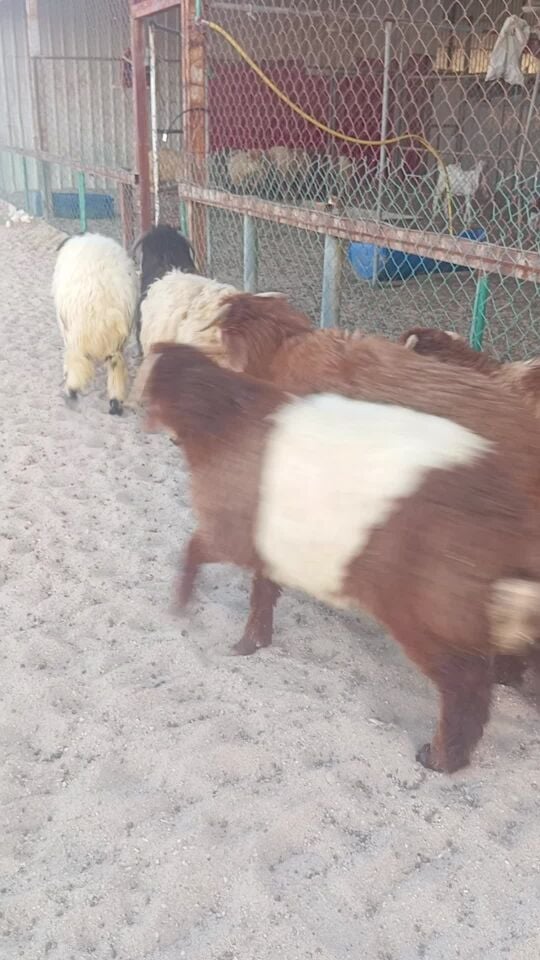 Good Syrian sheep