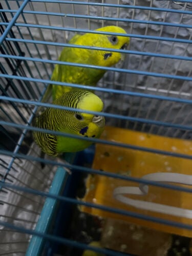 budgies for sale 
