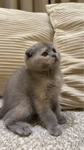Scottish fold cat
