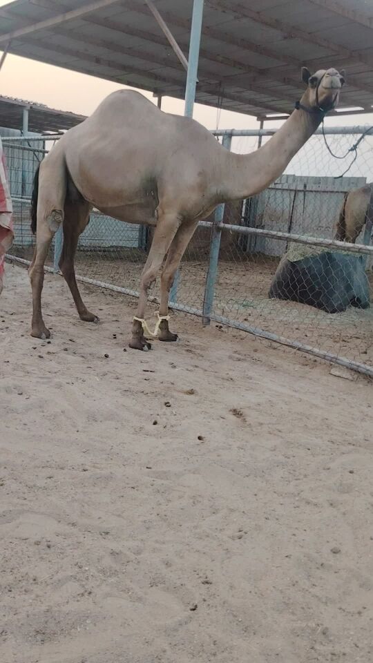 ناقه بكر عشرا