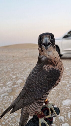 جير بيريرا 