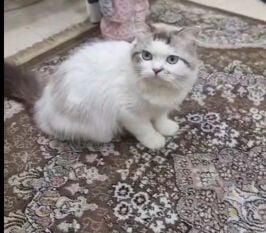قط